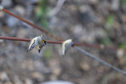 Two small birds with black and white striped heads and yellow markings perch on a thin, rusty wire. The bird in the foreground is facing left, while the bird behind it is facing right.