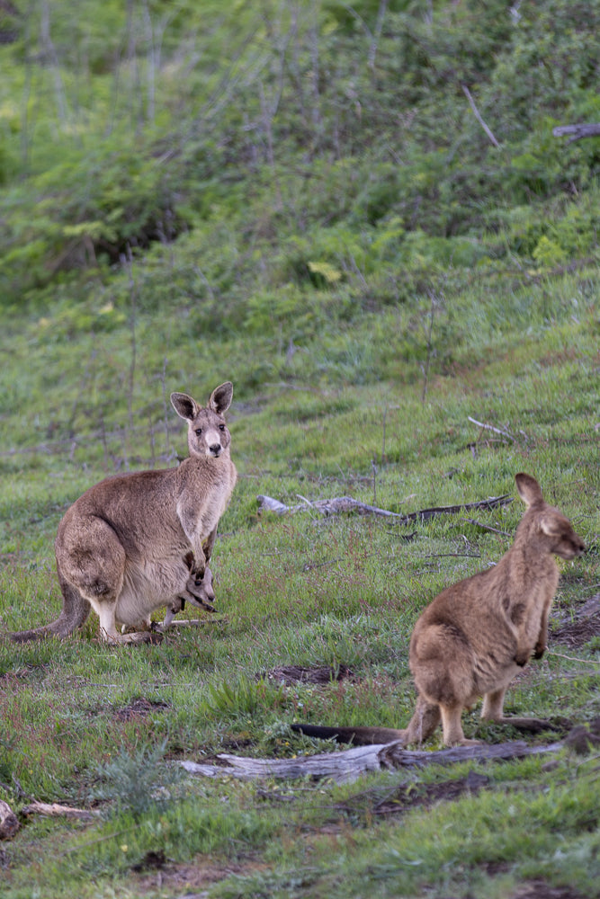 A mother kangaroo with a joey in her pouch stands in a grassy field. Another kangaroo is visible to the right.
