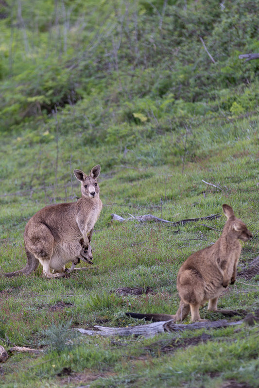 A mother kangaroo with a joey in her pouch stands in a grassy field. Another kangaroo is visible to the right.