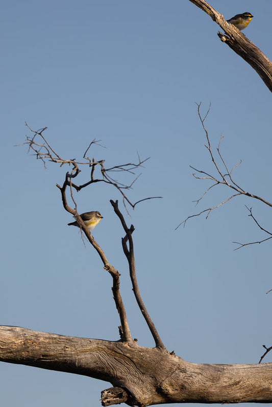 Two small birds with yellow throats and black heads perch on bare branches against a clear blue sky. One bird is on a lower branch, facing left, while the other is higher up on a separate branch, facing right.