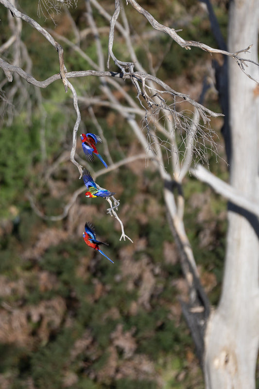 Three colorful parrots, likely Crimson Rosellas, are captured in mid-flight against a blurred background of trees and branches. One parrot is perched on a thin branch, while the other two are flying nearby.