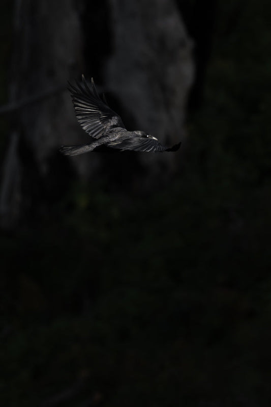 A crow flies through the dark with its wings spread wide, its eye is bright white against the dark feathers.