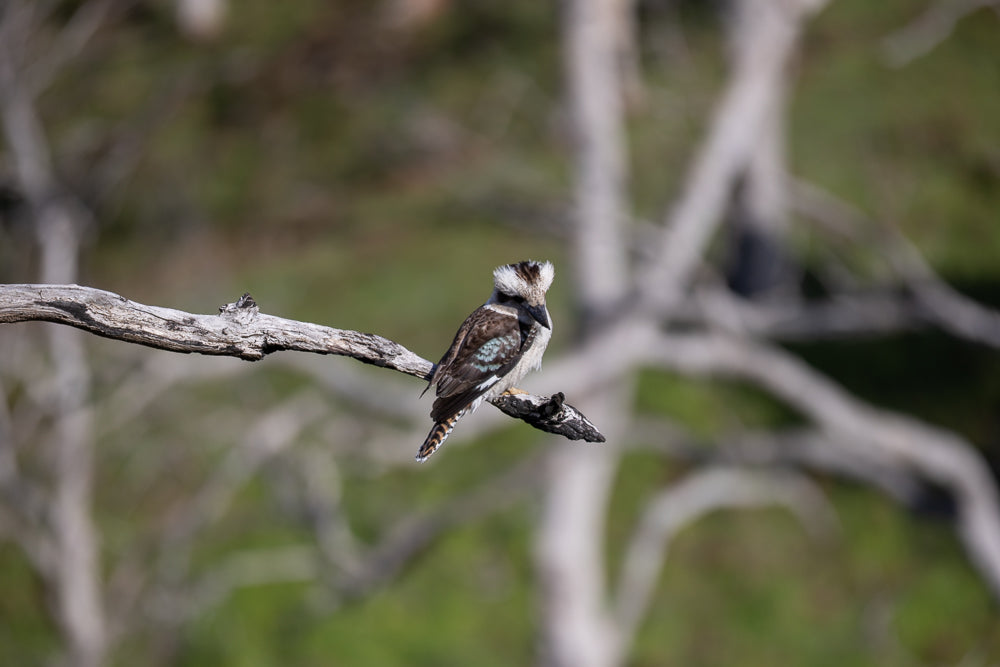 A kookaburra with a distinctive crest sits on a dead branch. The bird has brown and white plumage, with blue-green markings on its wings and a striped tail. The background is blurred green and grey.