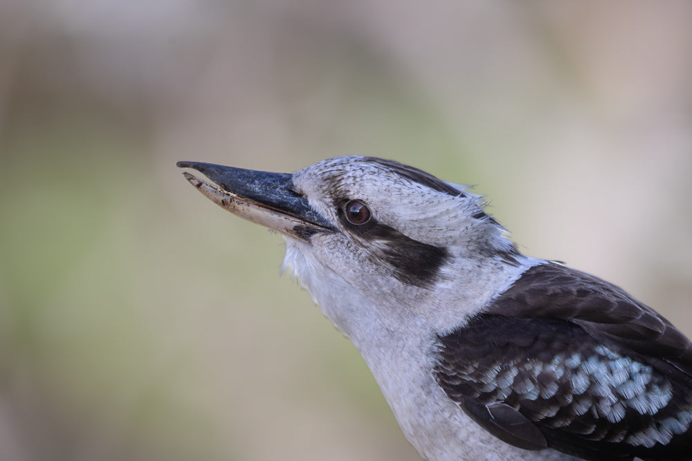 Close-up of a kookaburra's head and upper body. The bird has a large, dark beak, brown eyes, and distinctive black and white striped markings on its head and neck. Its feathers are a mix of grey, white, and dark brown, with iridescent blue-green highlights on its wing.