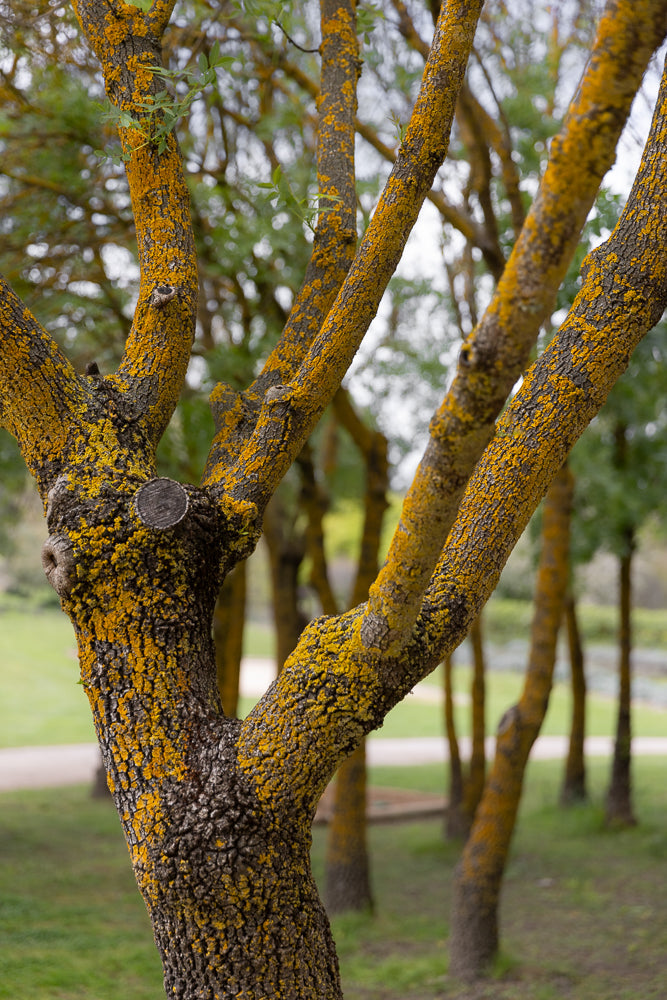 A close-up shot of a tree trunk covered in bright yellow lichen. The lichen creates a textured, vibrant pattern against the dark, rough bark. Several branches extend upwards, also coated in the same lichen. In the background, other trees with lichen-covered trunks are visible in a soft, blurred focus, suggesting a park or forest setting.