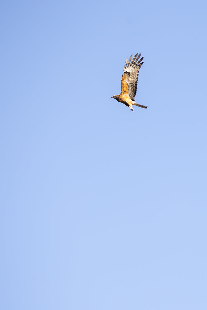 A hawk with brown and white patterned wings soars against a clear blue sky. Its body is a warm brown, and its wings are spread wide, showing the intricate feather details. The hawk is captured in mid-flight, with its head turned slightly to the left.