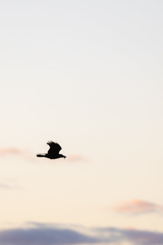 A silhouette of a bird in flight against a pale sky, with hints of pink and orange clouds. The bird appears to be carrying something small in its beak.