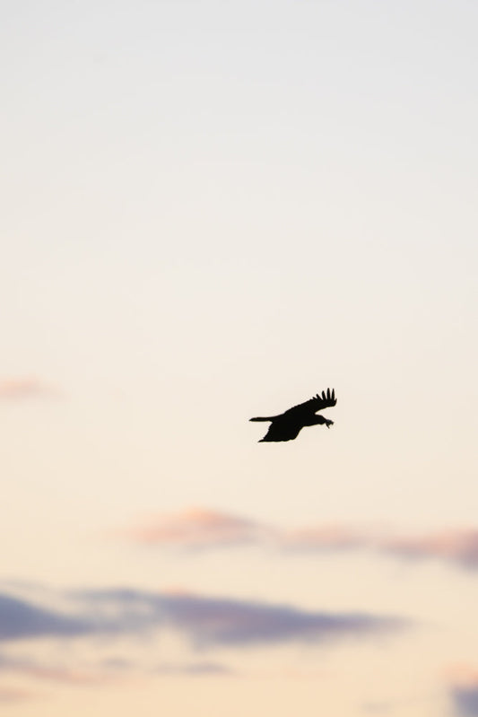 A soft focus image of a pale sky with wispy clouds in shades of pink and purple.