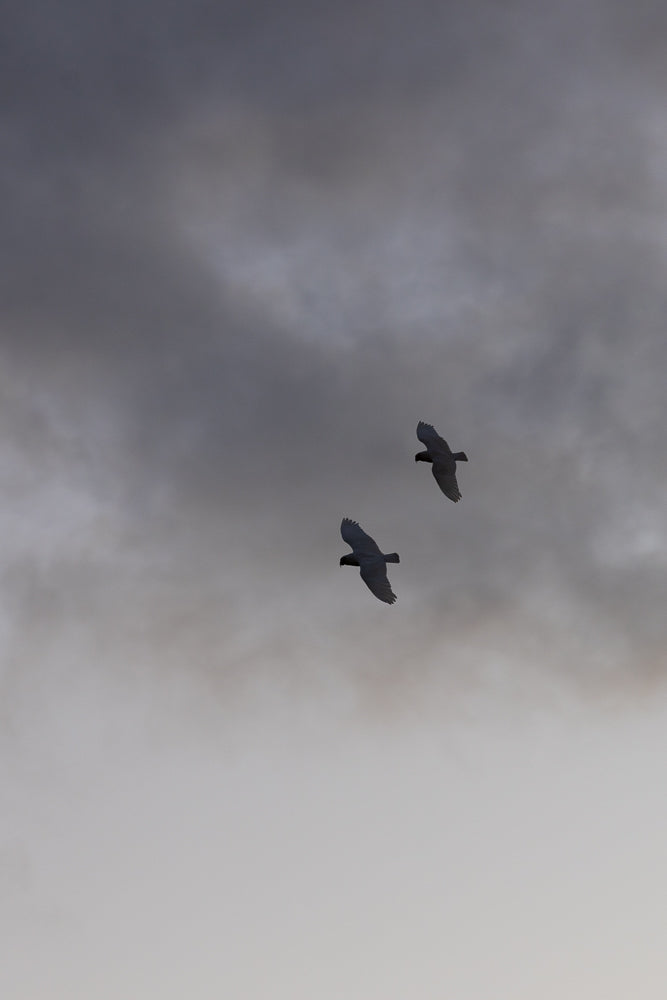 Two birds of prey with wings spread wide soar through a cloudy, overcast sky. The birds are silhouetted against the lighter sky, with one bird slightly ahead of the other.