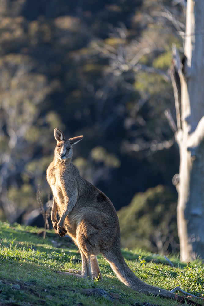 A kangaroo stands on a grassy slope, bathed in the warm glow of the setting sun. Its fur is a mix of brown and grey, and it looks directly at the camera with alert eyes. The background is softly blurred, showing trees and hills.