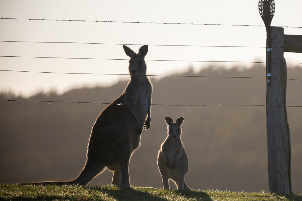 A mother kangaroo and her joey stand silhouetted against a hazy sky, behind a barbed wire fence. The grass in the foreground is dewy and catches the morning light.