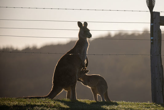 A mother kangaroo stands silhouetted against the sunrise, nursing her joey. They are in a grassy field, with barbed wire fence in the foreground and a blurred hillside in the background.