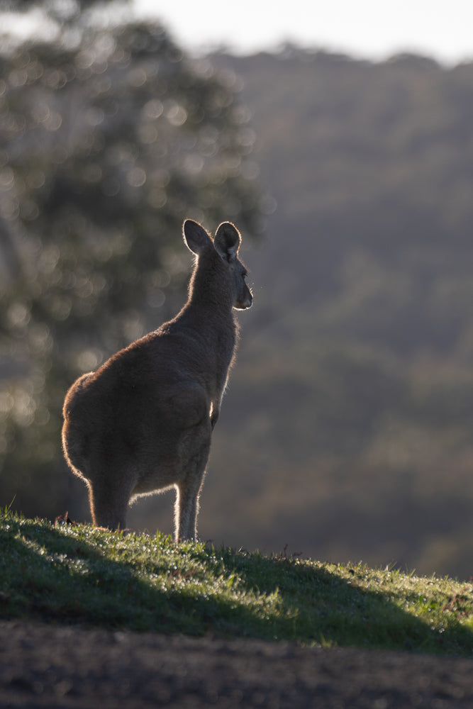 A kangaroo stands on a grassy hill, silhouetted against the morning sun. The light catches the fur on its ears and back, creating a halo effect. The background is softly blurred with bokeh.