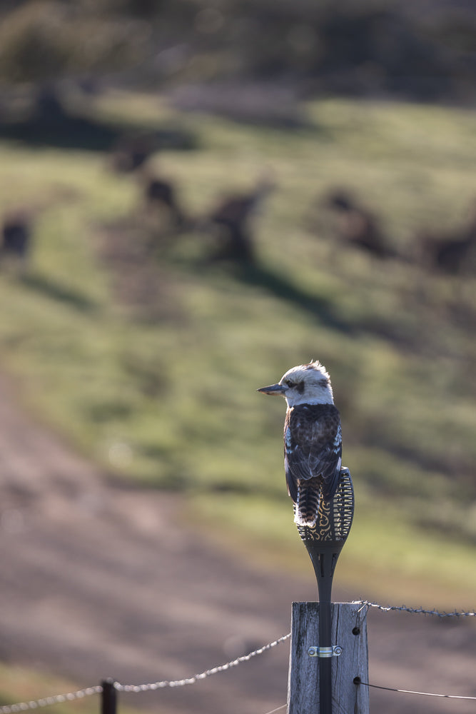 A kookaburra bird with distinctive brown and white markings sits perched on a fence post, looking to the left. The background is a soft blur of green and brown, suggesting a natural outdoor setting.