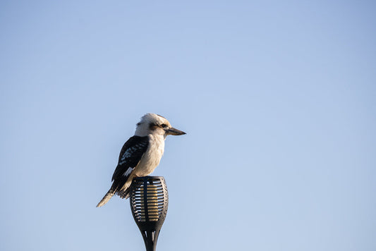 A kookaburra bird with white and brown plumage sits perched on top of a black solar garden light against a clear blue sky.