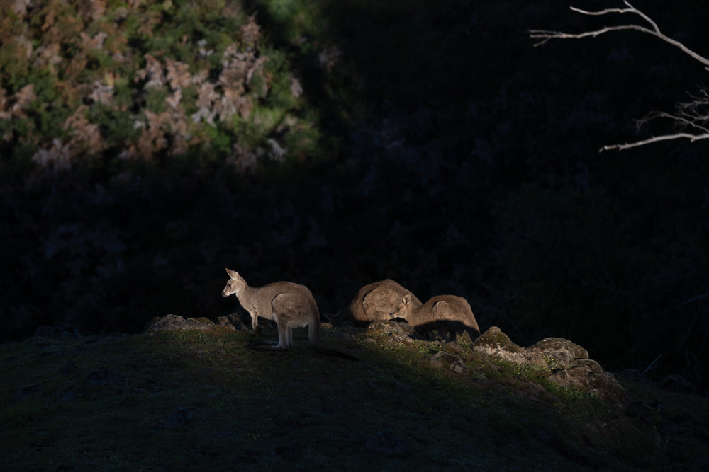 A kangaroo stands alert on a rocky outcrop, bathed in a shaft of sunlight, while two others huddle together in the shadows behind it. The scene captures a moment of quiet vigilance in a dimly lit, natural environment.