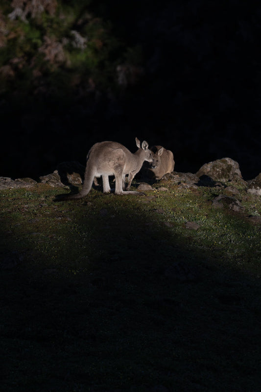 Two kangaroos are standing on a rocky, grassy slope. The kangaroo in the foreground is facing left, while the kangaroo behind it is facing right and appears to be nuzzling the first kangaroo. The background is dark and out of focus.