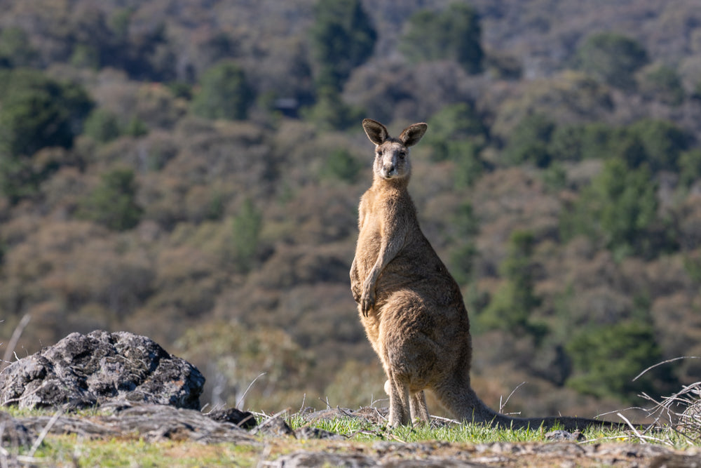A medium shot of a kangaroo standing upright in a grassy, rocky area. The kangaroo is facing the camera with its head slightly tilted. The background is blurred with trees and hills.