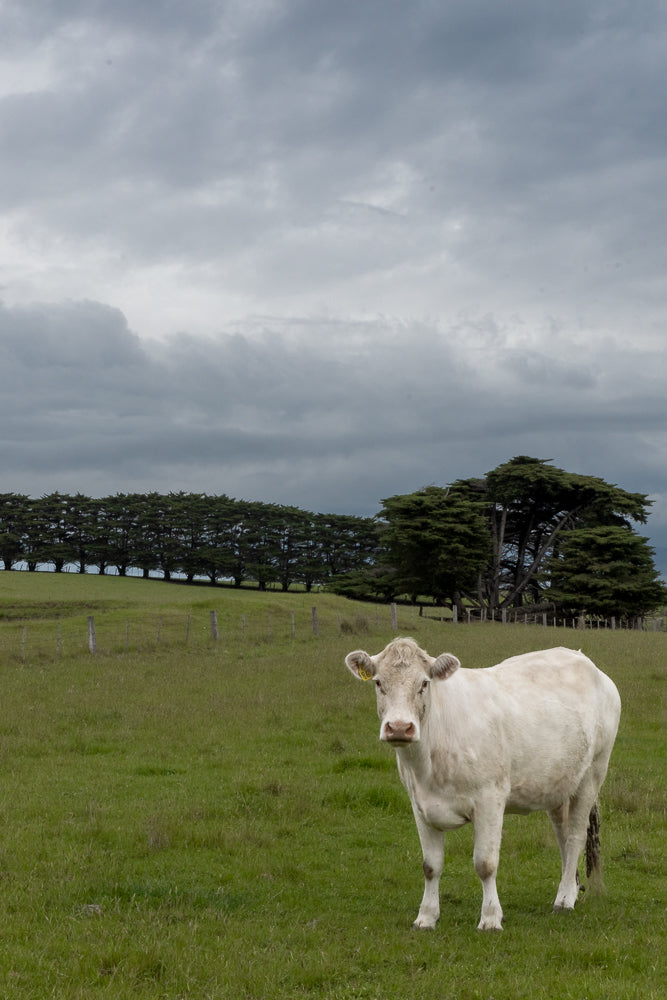 A white cow stands in a green field under a cloudy sky. A line of trees is visible in the background.