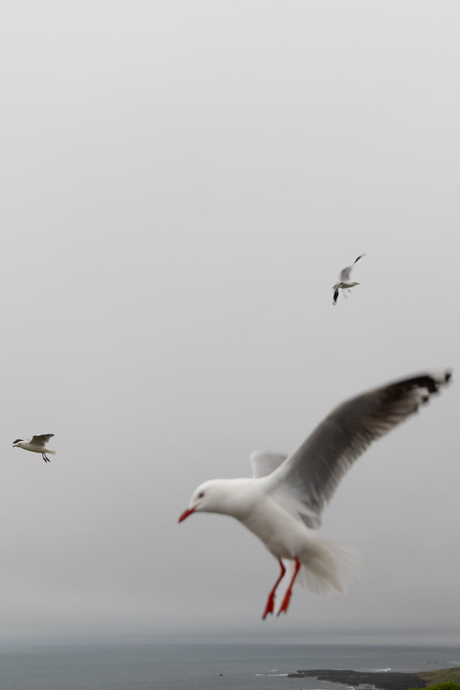 Three seagulls in flight against a hazy, overcast sky. The largest seagull is in the foreground, with its wings spread and red legs visible. Two smaller seagulls are further in the distance.