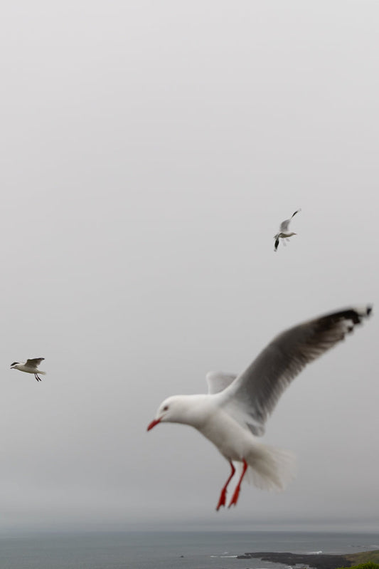 Three seagulls in flight against a hazy, overcast sky. The largest seagull is in the foreground, with its wings spread and red legs visible. Two smaller seagulls are further in the distance.