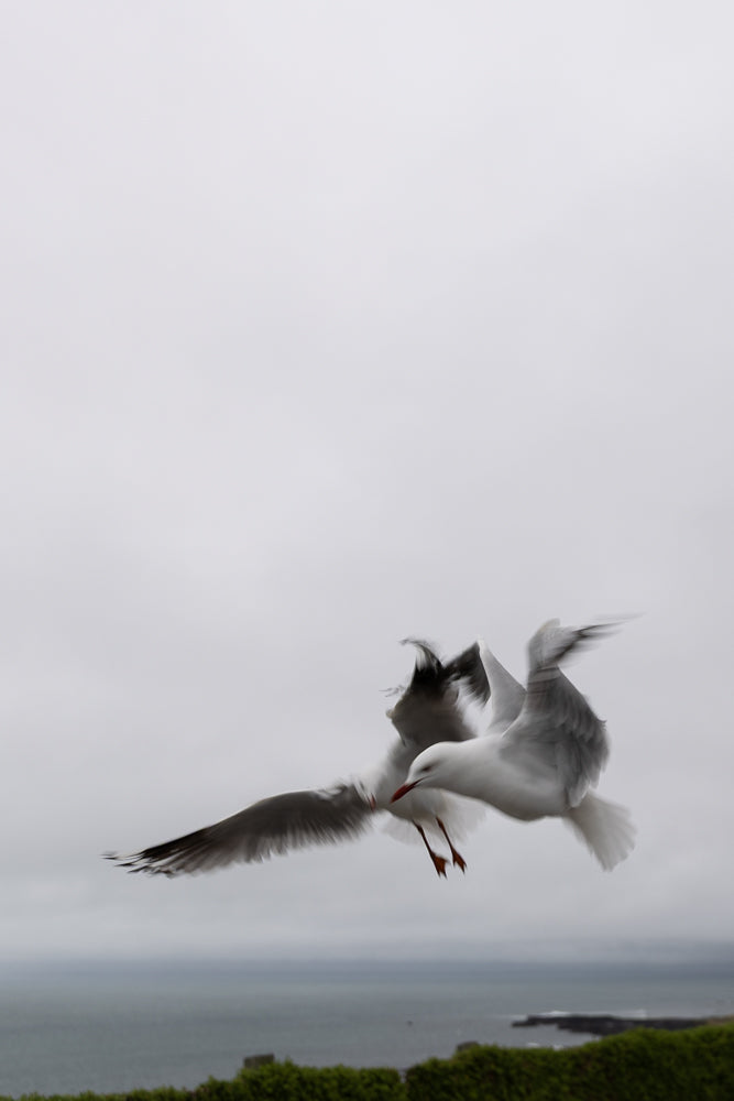 Two seagulls in flight against a cloudy sky. One seagull is in focus, with its wings spread wide, while the other is blurred, suggesting movement.