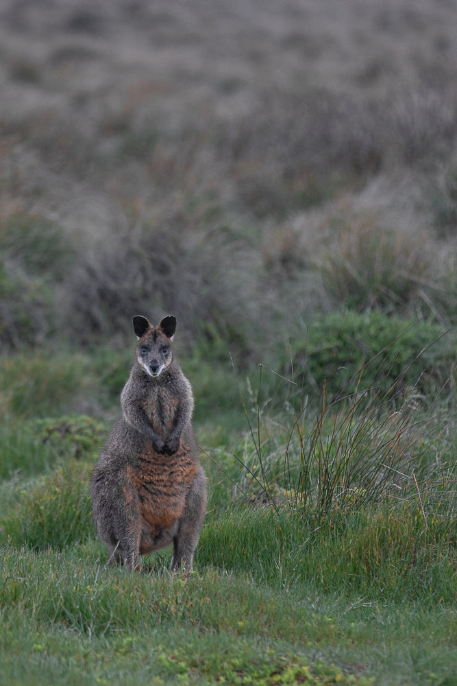 A wallaby stands upright in a grassy field, looking directly at the camera. Its fur is a mix of grey and brown, with a lighter patch on its chest. The background is a soft blur of muted green and brown grasses.