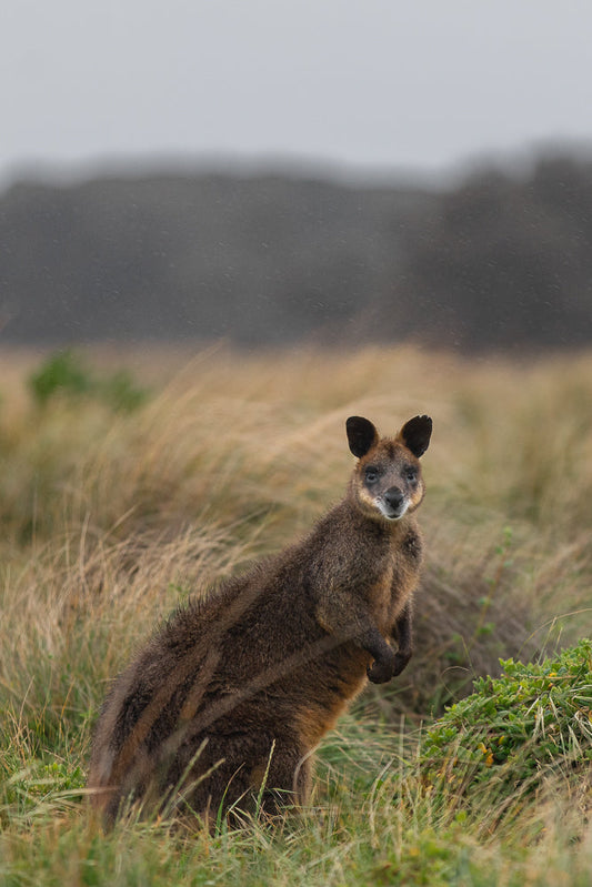 A wallaby stands upright in tall, dry grass, looking directly at the camera. The background is blurred with a hint of trees and a grey, overcast sky. Light rain is visible falling.