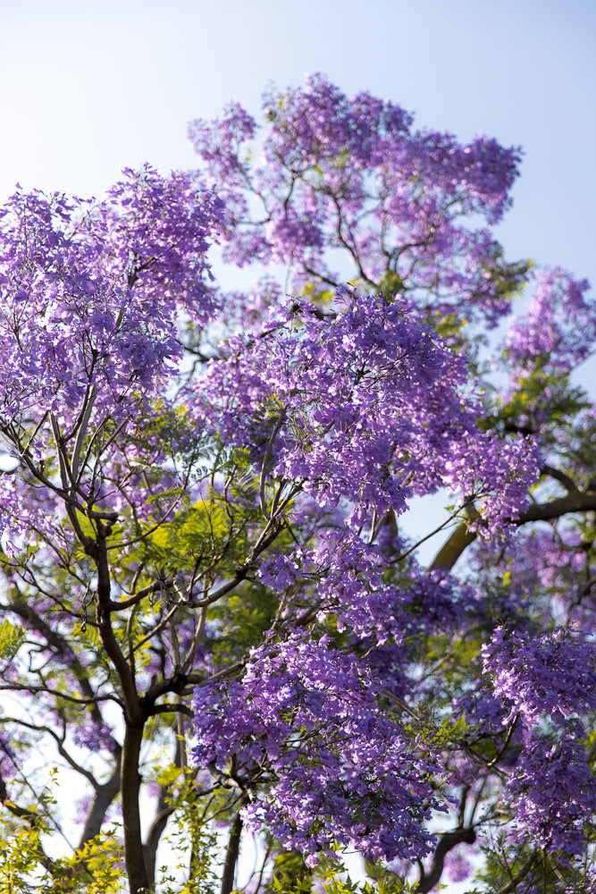 A close-up shot of a jacaranda tree in full bloom, with clusters of vibrant purple flowers against a soft blue sky. The branches are visible, some bare and dark, contrasting with the delicate blossoms.