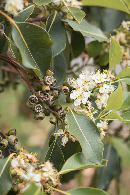 A close-up shot of eucalyptus leaves and developing seed pods, with delicate white flowers in bloom.