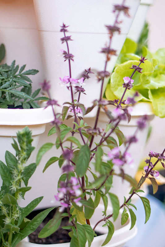 A close-up shot of a basil plant with small purple flowers and green leaves, growing in a white tiered planter. Other plants are visible in the background.
