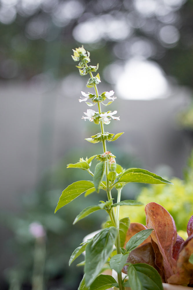 A close-up shot of a basil plant with small white flowers blooming on its stalk. The background is softly blurred, with hints of green foliage and bright bokeh lights.