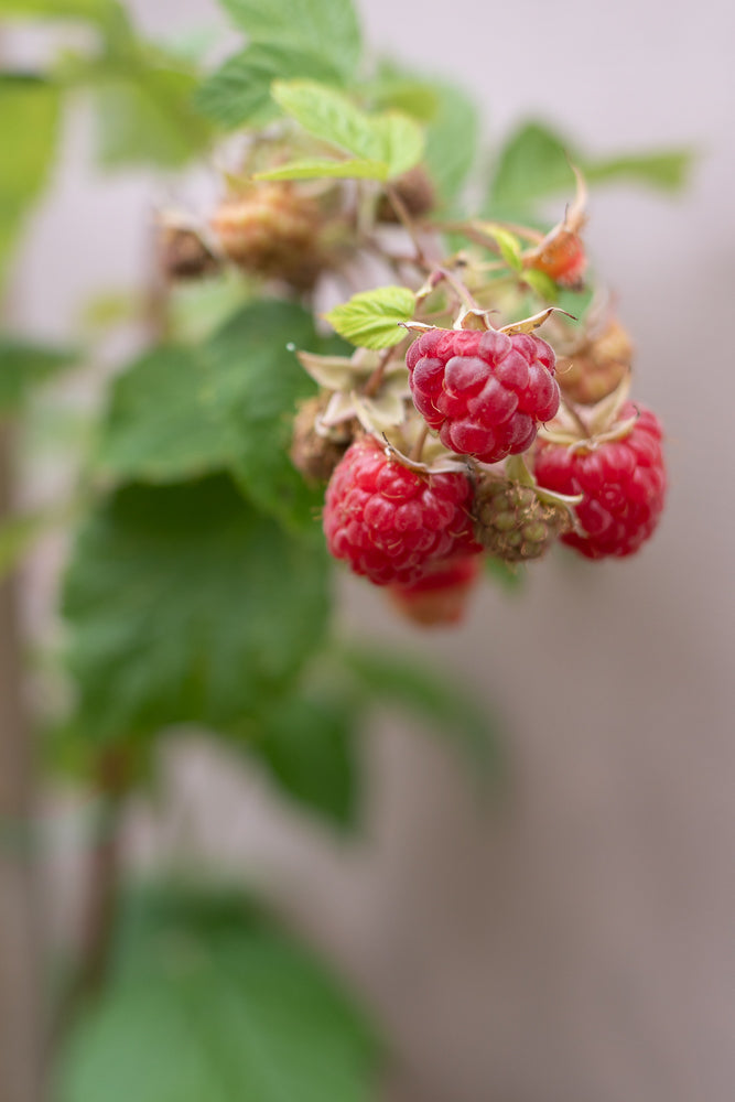 A close-up shot of ripe raspberries on a branch, with green leaves and a blurred background.