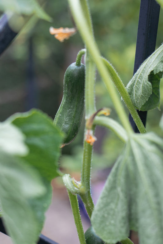 A young cucumber hangs from a fuzzy green stem, supported by a dark metal trellis. The background is softly blurred with green leaves and hints of orange blossoms.