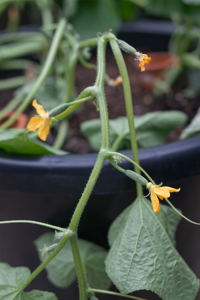 A close-up shot of a cucumber plant stem with developing cucumbers and yellow flowers. The stem is green and fuzzy, with several small, green cucumbers growing from it. Yellow flowers with delicate petals are also visible, some attached to the cucumbers.