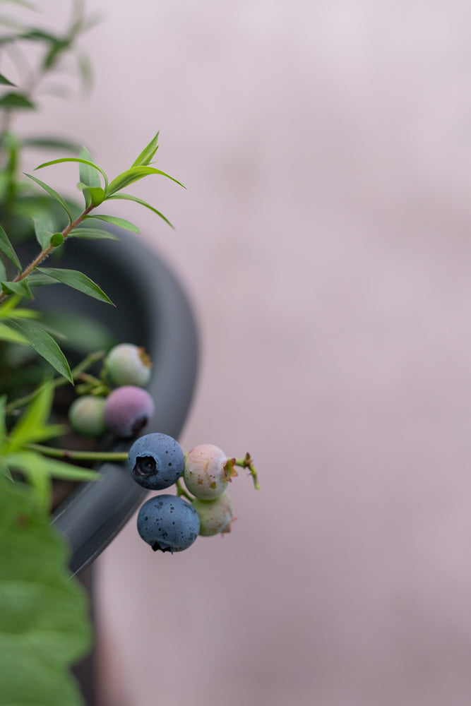 A close-up shot of a blueberry plant in a dark pot. Several blueberries are visible, some are ripe and blue, while others are still green or turning purple. The background is a soft, out-of-focus pinkish-grey surface.