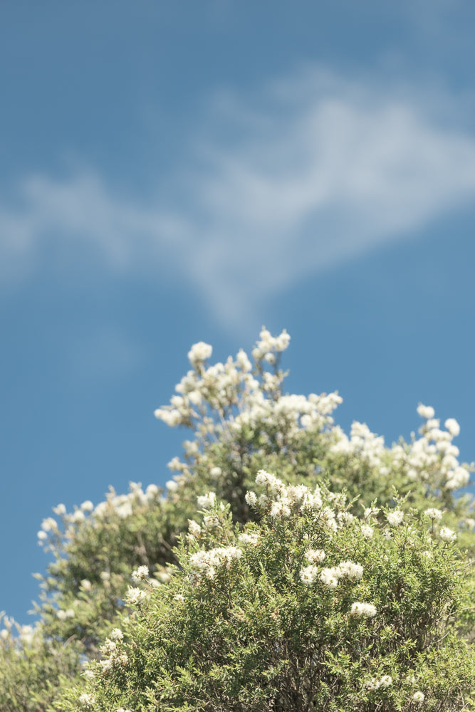 A close-up shot of a green bush with small white flowers against a bright blue sky with wispy white clouds.