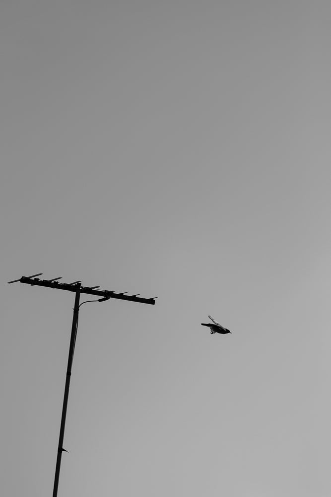 A black and white image shows a bird in flight to the right of a television antenna against a plain gray sky.