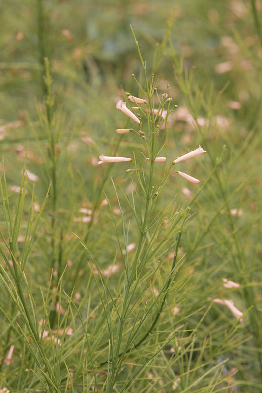 A close-up shot of a plant with thin green stems and delicate, pale pink tubular flowers. The background is softly blurred, emphasizing the plant's delicate structure.