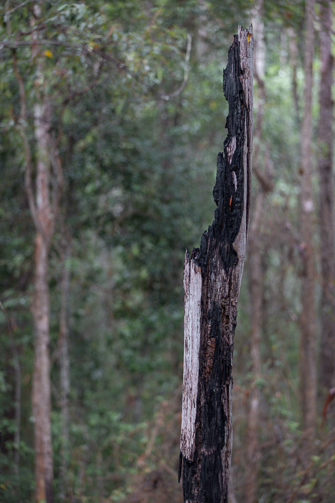 A close-up, vertical shot of a charred tree stump in a forest. The stump is dark and rough, with a lighter strip of wood visible on the left side. The background is blurred, showing green foliage and trees.