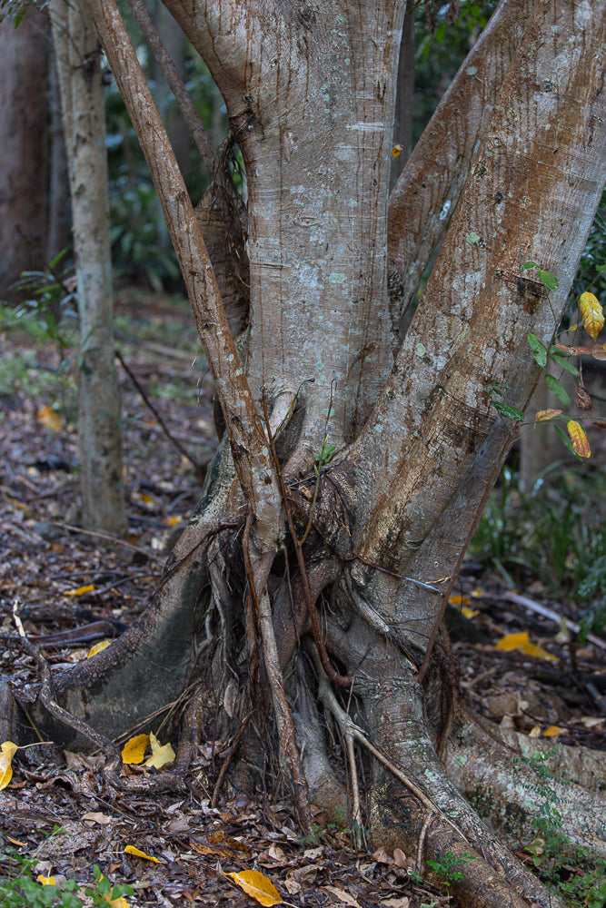 The base of a large tree with multiple thick, gnarled roots spreading out across the forest floor. The bark is textured and greyish-brown, with patches of green lichen. Fallen leaves are scattered around the roots.