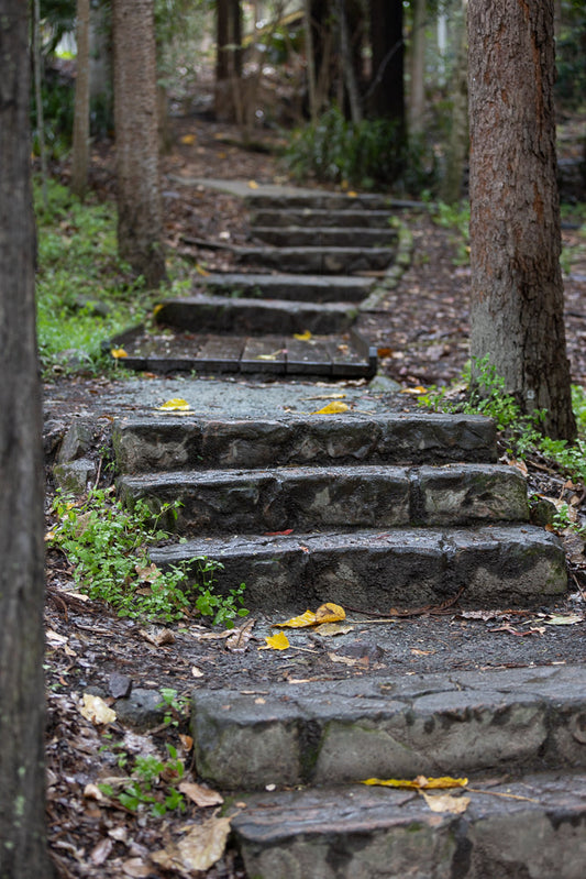 A stone staircase winds upwards through a forest. The steps are wet and some have fallen yellow leaves on them. Trees with rough bark line the path.