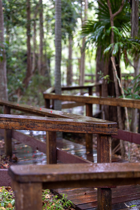A wooden boardwalk winds through a lush, green forest. The wooden planks and railings are wet, suggesting recent rain. The path curves gently, disappearing into the trees.