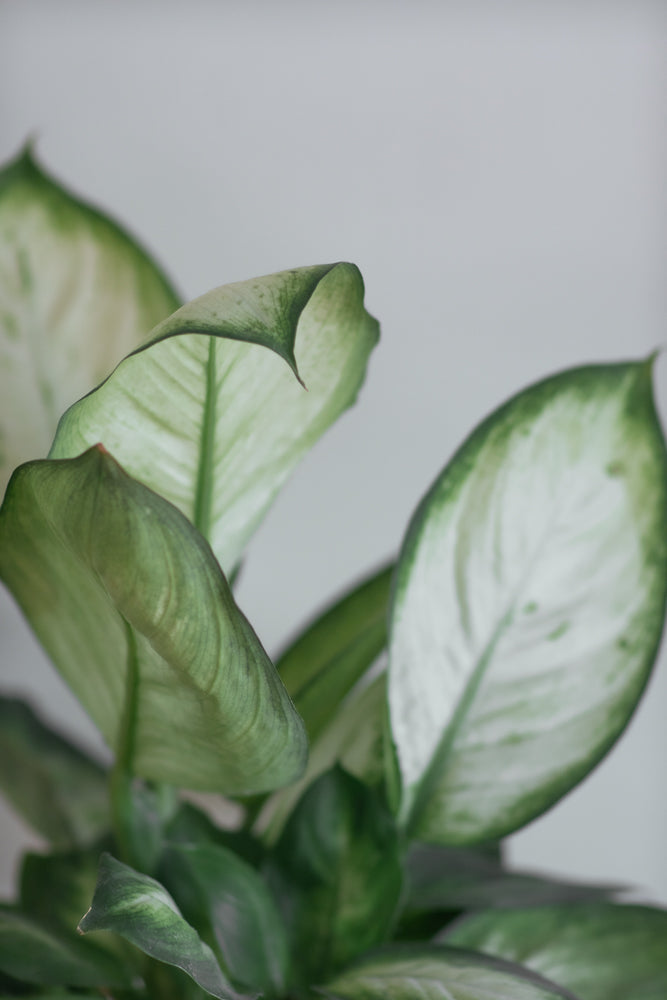 Close-up of a Dieffenbachia plant's leaves, showing their variegated pattern of green and white with visible veins.