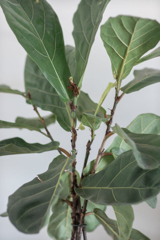 A close-up shot of a fiddle-leaf fig plant with large, dark green leaves and visible veins. The plant has multiple stems and is set against a plain white background.