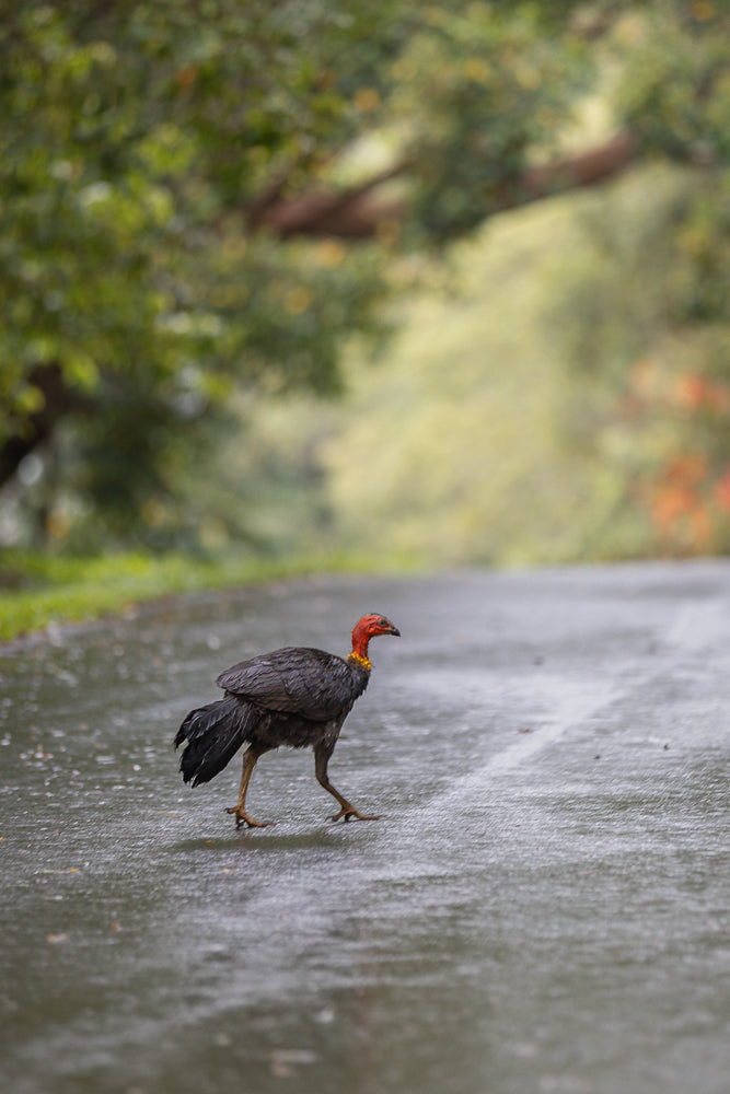 A large, dark-feathered bird with a bright red head and neck walks across a wet, grey asphalt road. The bird is facing right, with its head slightly lowered. The background is blurred, showing green trees and foliage.