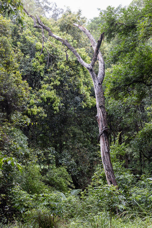 A dead, gnarled tree trunk stands tall amidst a lush, green forest. Its weathered bark and broken branches contrast with the vibrant foliage surrounding it, creating a striking image of nature's resilience and decay.
