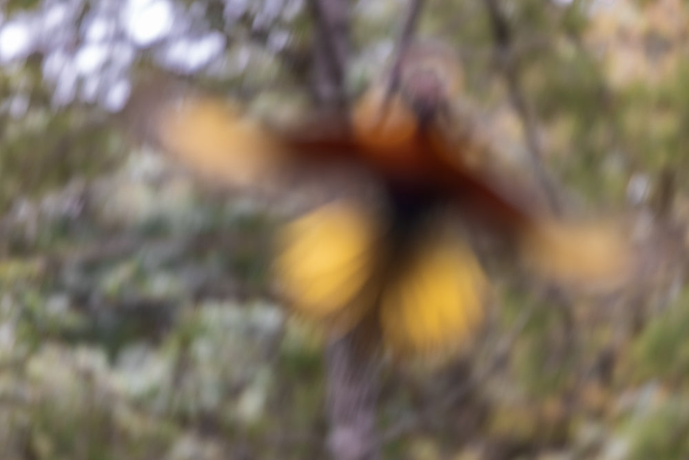 A blurry image of a butterfly with orange and yellow wings in flight against a background of trees and foliage.