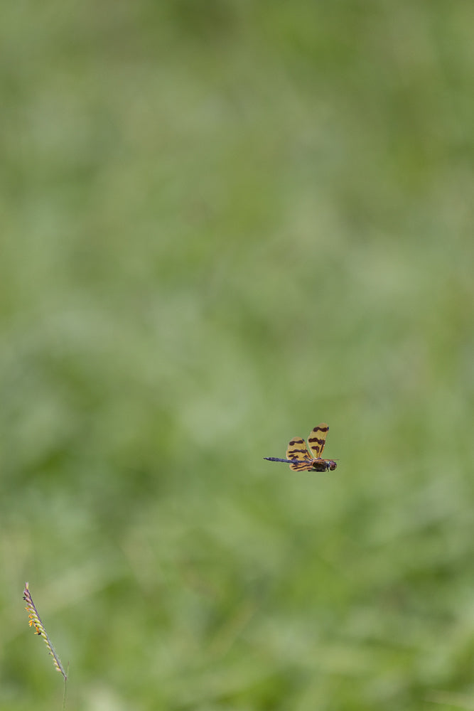 A Halloween Pennant dragonfly with patterned wings flies against a blurred green background. A single blade of grass is visible in the lower left corner.