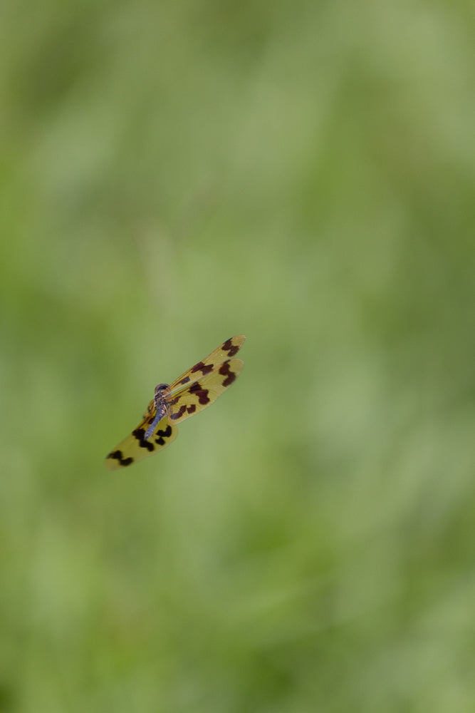 A dragonfly with yellow wings spotted with dark brown is captured in mid-air against a soft green, blurred background.